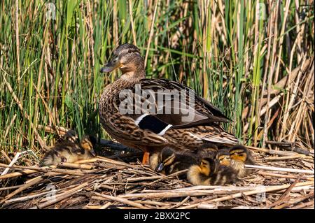 Canetons de Mallard dormant sur un nid de roseaux avec la mère canard gardant un oeil vigilant au début du printemps Banque D'Images