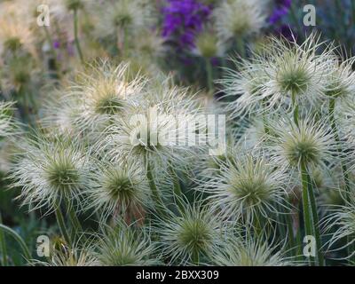 Groupe de têtes de graines de pasque (pulsatilla) blanches Banque D'Images