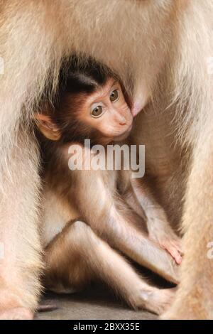 Macaque à queue de porc, bébé, Bornéo, Malaisie Banque D'Images