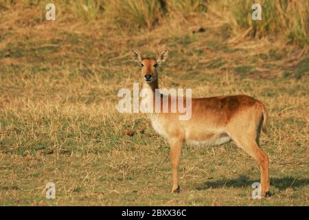 Puku (Kobus vardonii), Parc national de Chobe, Botsuana Banque D'Images