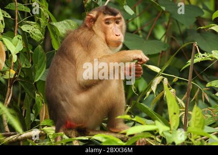 Macaque à queue de porc, Bornéo, Malaisie Banque D'Images