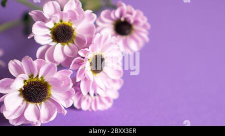 Gros plan sur les chrysanthèmes, les chrysanthèmes ou les fleurs de mums pour carte de vœux avec espace pour copier. Carte postale du printemps. Banque D'Images