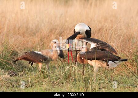 Saddlepick alimente Kueken, Afrique du Sud Banque D'Images