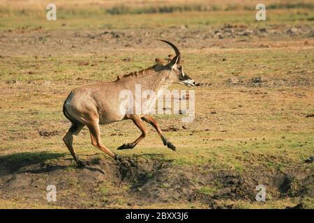 Roan-Pferdeantilope Banque D'Images