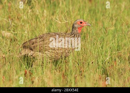 Francolin-Swainsonfrankolin de Swainson Banque D'Images