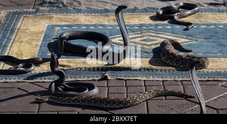 Cobras pour charmers de serpent sur la place Djemaa el Fna à Marrakech, Maroc Banque D'Images