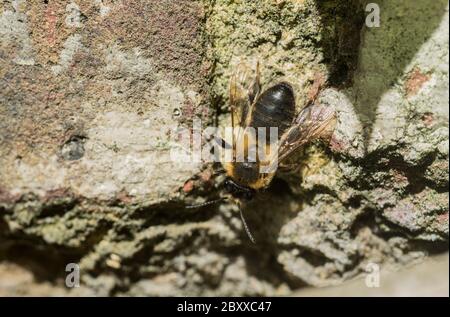 Abeille solitaire du genre Andrena perchée sur un mur Banque D'Images