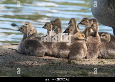 Bernaches du Canada (Branta canadensis) poussins qui reposent sur la rive Banque D'Images