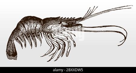 Crevettes communes d'importance commerciale, crangon en vue latérale après une illustration antique du XIXe siècle Illustration de Vecteur