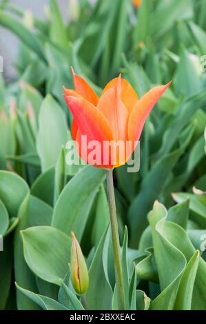 Gros plan de Tulipa Ballerina UNE fleur en forme de goblet aux couleurs rouge jaune et orange appartenant au groupe de tulipes à fleurs de Lily Division 6 Banque D'Images