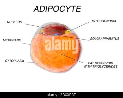 Cellules graisseuses du tissu adipeux. Adipocytes. À l'intérieur de l'organisme humain. Isoler Banque D'Images