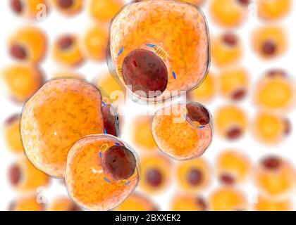 Cellules graisseuses du tissu adipeux. Adipocytes. À l'intérieur de l'organisme humain Banque D'Images
