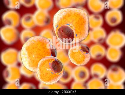 Cellules graisseuses du tissu adipeux. Adipocytes. À l'intérieur de l'organisme humain Banque D'Images