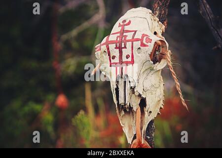 Crâne animal peint de couleur rouge sur triangle en bois extérieur. Rituel voodoo magique noir Banque D'Images