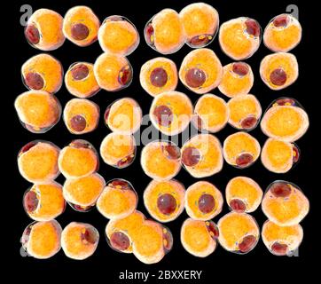 Cellules graisseuses du tissu adipeux. Adipocytes. À l'intérieur de l'organisme humain. Isoler Banque D'Images