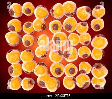 Cellules graisseuses du tissu adipeux. Adipocytes. À l'intérieur de l'organisme humain Banque D'Images