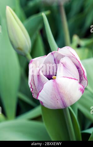 Gros plan sur le pantalon chaud tulipa. Une tulipe simple à fleurs de printemps bicolore de couleur pourpre et blanche appartenant au groupe de triomphe des tulipes Division 3 Banque D'Images