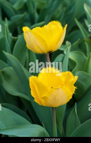 Gros plan sur tulipa Crystal Star. Une tulipe jaune à fleurs à franges du milieu au fin du printemps appartenant au groupe de tulipes à frange Division 7 Banque D'Images