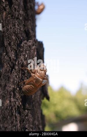 Cigale Shell sur un arbre avec ciel bleu Banque D'Images