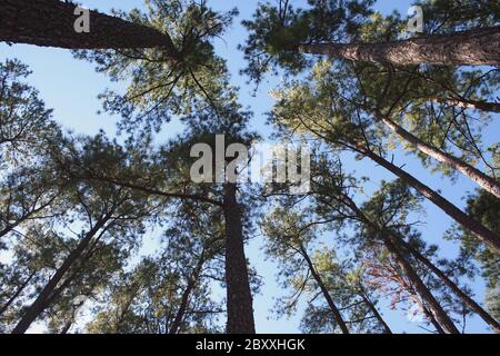 Plusieurs grands pins against a blue sky Banque D'Images