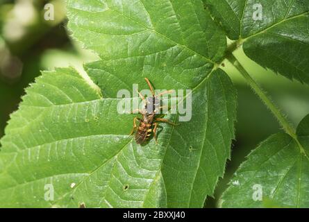 Nomad Bee (Nomada sp) sur une feuille Banque D'Images