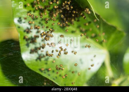 Les piderlings (Araneus sp) sur leur nid Banque D'Images