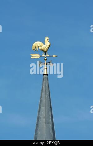 Ailette d'hiver de poulet dorée Banque D'Images