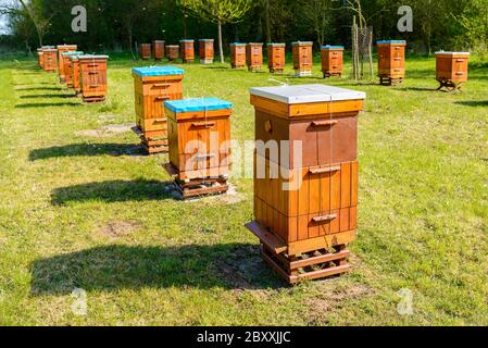 Ruches dans l'apiaire près de la forêt. Production de miel bio et Beeeping concept. Banque D'Images