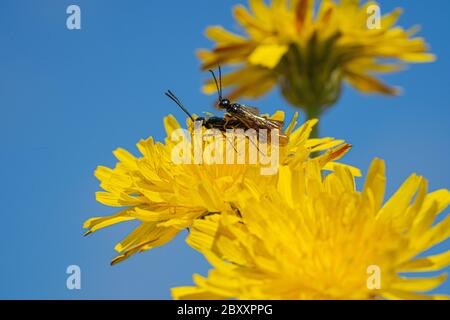 La mouche du soldat noir vole l'insecte Hermetia Ilucens qui se confond sur des pissenlits jaunes Banque D'Images