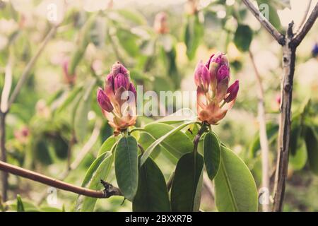 Bourgeons de rodendrons avant la floraison, gros plan. Banque D'Images