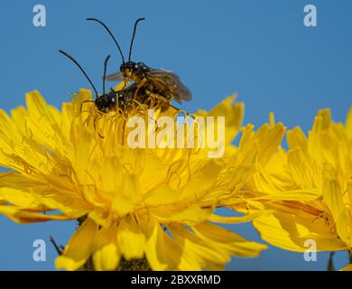 La mouche du soldat noir vole l'insecte Hermetia Ilucens qui se confond sur des pissenlits jaunes Banque D'Images