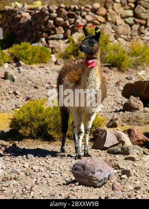 Jeune lama avec des glands colorés sur les oreilles et le cou, Bolivie Banque D'Images