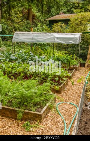 Rangée de jardins surélevés, avec des carottes dans le lit de premier plan, puis des betteraves rouges, la laitue poussant dans un jardin couvert de lit surélevé, pour le protéger f Banque D'Images