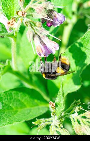 Grandes plantes pourpres à fleurs en miel jaune et à rayures noires et abeille, à fleurs, de couleur jaune et orange. Gros plan sur Marco View Banque D'Images