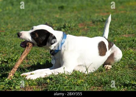 Le chien Jack Russell Terrier, repose sur l'herbe et mord le bâton Banque D'Images