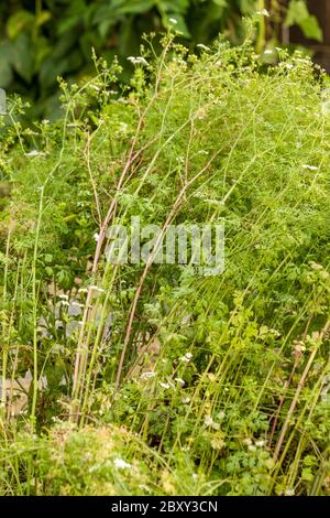 Cilantro plants qui vont semer dans un potager et des herbes à Carnation, Washington, Etats-Unis. Banque D'Images