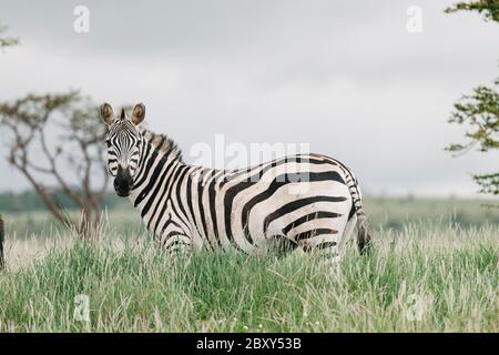 Grevys Zebra au Kenya en Afrique Banque D'Images