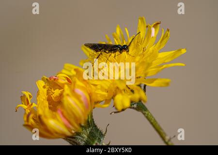 La mouche du soldat noir vole l'insecte Hermetia Ilucens qui se confond sur des pissenlits jaunes Banque D'Images