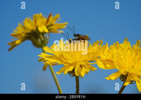 La mouche du soldat noir vole l'insecte Hermetia Ilucens qui se confond sur des pissenlits jaunes Banque D'Images