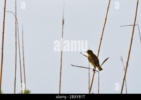 Oiseau de village de femmes dans les terres humides (Ploceus cucullatus) Banque D'Images