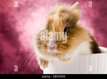 Lapin nain avec tête de lion