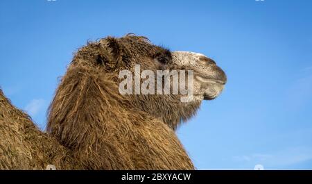 Près, vue latérale de la tête de chameau de Bactrian (Camelus bactrianus) isolé en plein air sous le soleil face à droite, West Midland Safari Park, Royaume-Uni. Banque D'Images