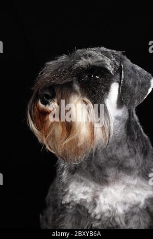 Portrait du schnauzer Banque D'Images