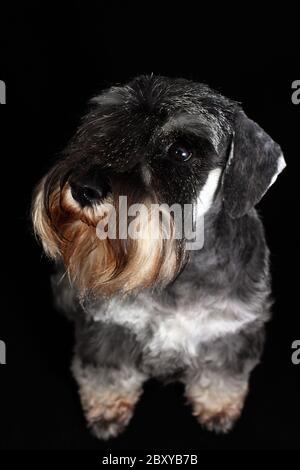Portrait du schnauzer Banque D'Images