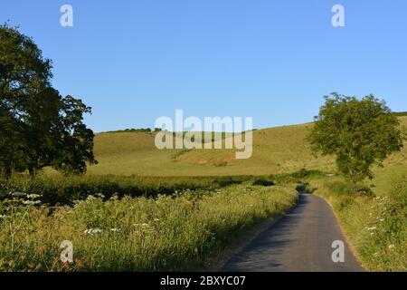 En été, une ruelle typiquement anglaise entre Oborne et Poyntington, Sherborne, Dorset, Angleterre Banque D'Images