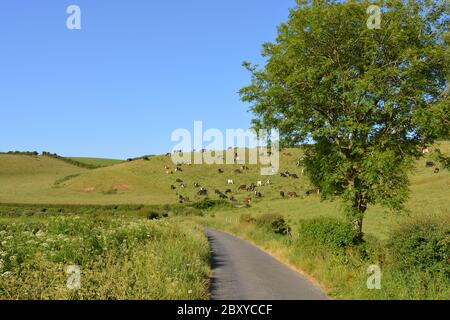 Voie étroite à travers les champs verdoyants avec des vaches paître sur la colline et des cendres au bord de la route, Dorset, Angleterre Banque D'Images