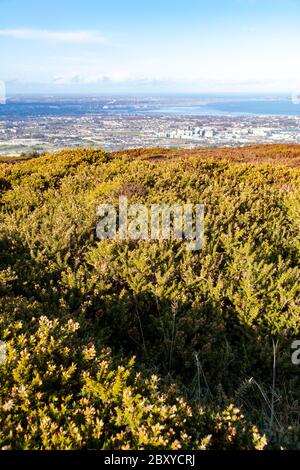 Vue imprenable sur la ville et le port de Dublin depuis Ticknock, 3rock, Wicklow. Plantes géantes et forestières en premier plan pendant un temps calme Banque D'Images