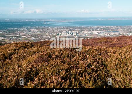 Vue imprenable sur la ville et le port de Dublin depuis Ticknock, 3rock, Wicklow. Plantes géantes et forestières en premier plan pendant un temps calme Banque D'Images