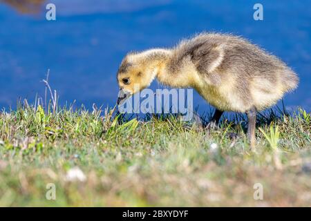 Bébé Canada oie marchant dans l'herbe courte. Il regarde le sol. Bleu eau dans le fond. Banque D'Images