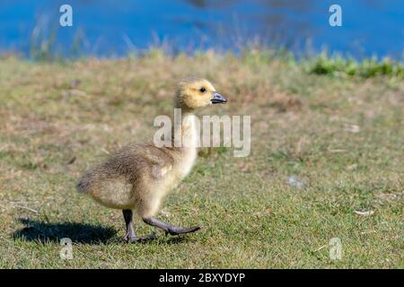 Bébé Canada oie marchant dans l'herbe courte. Il regarde devant, un pied levé. Bleu eau dans le fond. Banque D'Images